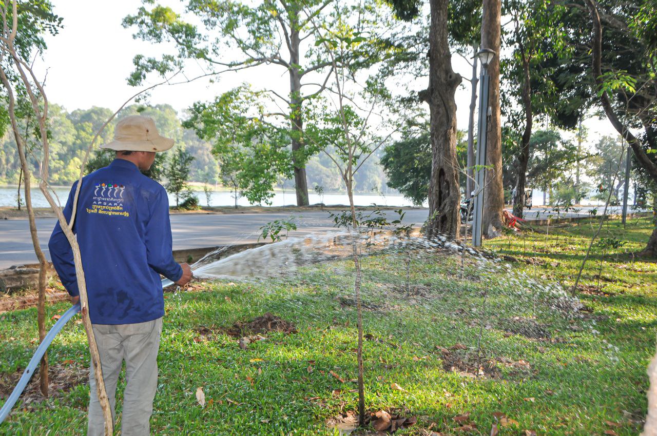 ដើមឈើនៅតំបន់រមណីយដ្ឋានអង្គរ ត្រូវបានអាជ្ញាធរជាតិអប្សរាថែទាំយ៉ាងយកចិត្តទុកដាក់ជាប្រចាំ